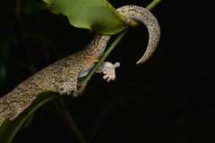 Eurydactylodes vieillardi