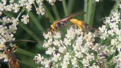Ichneumon emancipatus