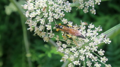 Ichneumon emancipatus