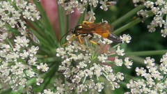Ichneumon emancipatus