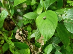 Pterygota
