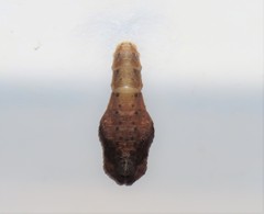 Hypertropha