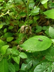 Pterygota