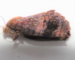 Hypertropha