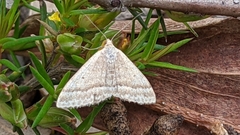 Scopula lydia