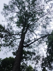 Pinus latteri