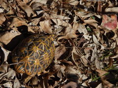 Psammobates geometricus