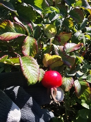 Rosa rugosa