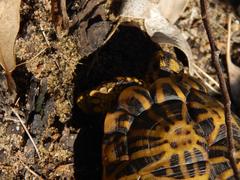 Psammobates geometricus