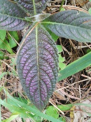 Strobilanthes auriculata