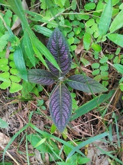 Strobilanthes auriculata