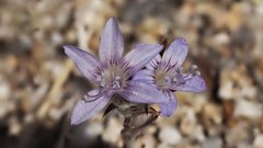 Eriastrum eremicum eremicum