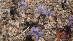 Eriastrum eremicum eremicum