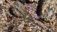 Eriastrum eremicum eremicum