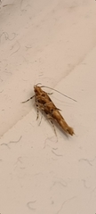 Anatrachyntis rileyi
