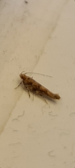 Anatrachyntis rileyi