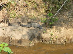 Crocodylus palustris