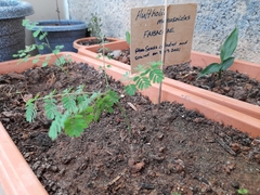 Hultholia mimosoides