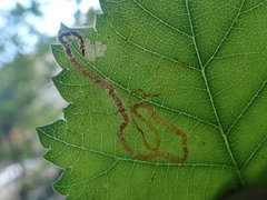 Stigmella lemniscella