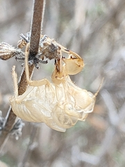 Cicada cretensis