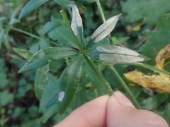 Mecyna asinalis