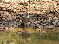 Accipiter virgatus