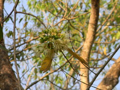 Duabanga grandiflora