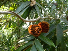 Mucuna monosperma