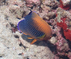Centropyge potteri