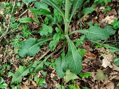 Tephroseris helenitis macrochaeta