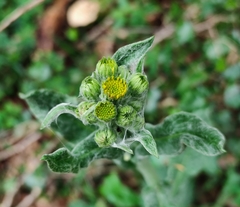 Tephroseris helenitis macrochaeta