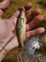 Nocomis leptocephalus