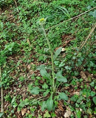 Tephroseris helenitis macrochaeta