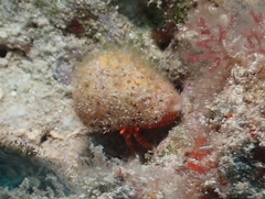 Ciliopagurus strigatus