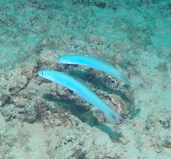 Ptereleotris heteroptera