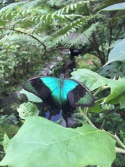 Papilio peranthus