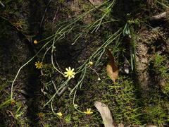 Othonna stenophylla