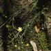 Othonna stenophylla - Photo (c) melda, some rights reserved (CC BY-NC), uploaded by melda
