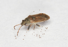Heterogaster artemisiae