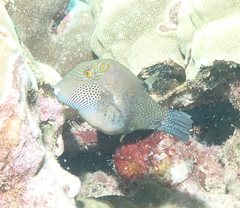 Canthigaster amboinensis