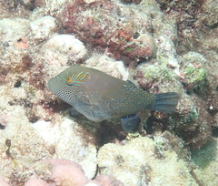 Canthigaster amboinensis