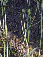 Othonna stenophylla