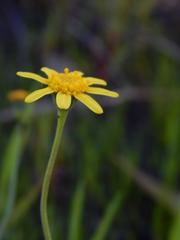 Othonna stenophylla