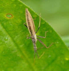 Dicrotelus prolixus
