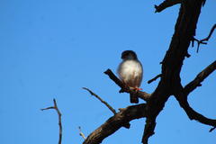 Polihierax semitorquatus