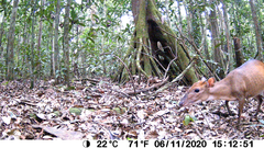 Cephalophorus callipygus