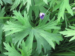 Geranium collinum