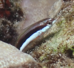 Saddle Wrasse photo 2