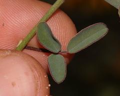Indigofera amoena