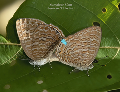 Poritia sumatrae